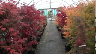 Acers in Autumn