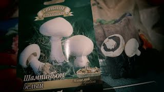 ВЫРАЩИВАНИЕ ШАМПИНЬОНОВ В КВАРТИРЕ (Моя первая практика). Не судите строго ;)