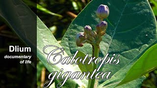 Crown flower (Calotropis gigantea)