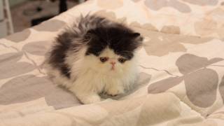 Cute Cow Kitten Stretch