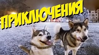 НОЧНАЯ ОХОТА!
