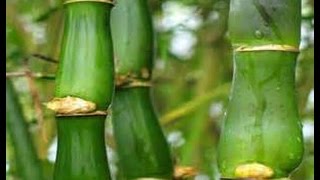 How to Grow Buddah Belly BAMBOO From Cuttings - It's EASY!
