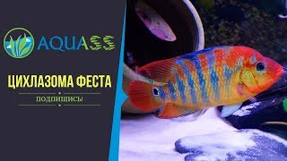 ?Aquass - цихлазома оранжевая