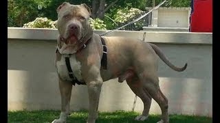 BEST CHAMPAGNE XL BULLY BREEDING ON EARTH; MANMADES KING LEONIDUS