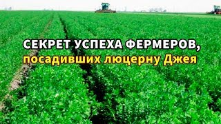 Секрет успеха фермеров посадивших люцерну ДЖЕЯ