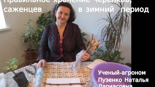 Правильное хранение черенков и саженцев зимой- рекомендации