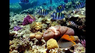 YI 4K Action Cam: Diving in Red Sea - Sharm El Sheikh - Egypt [ 2,7K @ 60fps ]