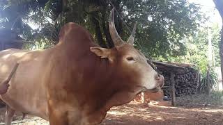 Coj nej mu saib ib tug nyuj loj thiab txawj kub nyob moo kauj 29/11/2019​