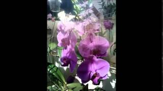 Minhas Orquídeas by Rose Amaral