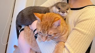 カワウソさくら 飼い主の隣を代わりばんこに取り合うカワウソと猫 Otter and cat competing next to their owner