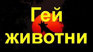 Кои животни имат гей наклонности?