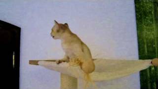 Burmakatze Dala von der goldenen Stadt