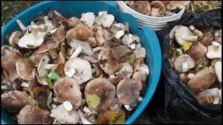 Грибы рядовка тополевая - как обрабатывать (чистим, вымачиваем)