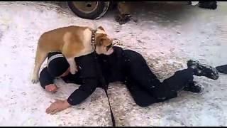 Собака трахает человека / The dog fucking man in ass