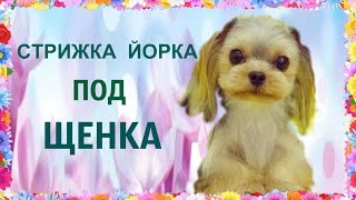 СТРИЖКА ЙОРКА ПОД ЩЕНКА