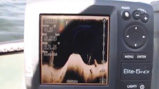 Коряжник на эхолоте Lowrance elite 5HDI