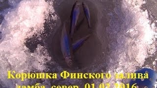 Финский залив. Дамба. Корюшка. Рыбалка 01.02.2016