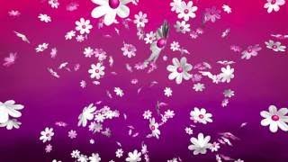 Фон для видеомонтажа Маки и Ромашки Video Background