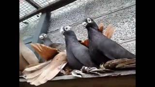 Армавирские короткоклювые голуби ст.Отрадная