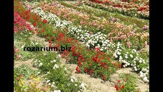 Обрезаем почвопокровную розу Ларисса, питомник роз Полины Козловой, rozarium.biz