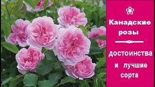 ❀ Канадские розы: достоинства и лучшие сорта