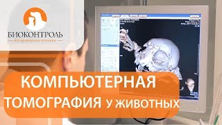 Компьютерная томография для животных. ? Безопасна ли компьютерная томография для животных?