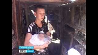 Кролики - это не только ценный мех, но и альтернатива свиноводству