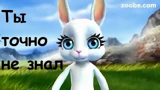 Zoobe Зайка Невероятный факт!