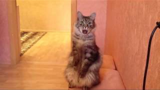котэ  голосует за путина