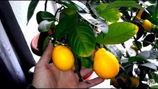 Особенности выращивания лимона в домашних условиях