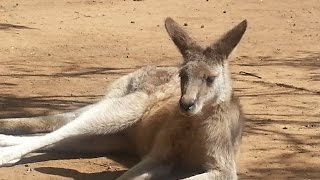 ЖИВОТНЫЕ  ОСТРОВА ТАСМАНИЯ  АВСТРАЛИЯ  The Animals of Tasmania (Australia)