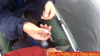 Как быстро насадить живца для ловли хищника в отвес.Насаживаем Бессмертника, для ловли на балду .