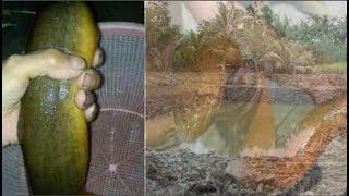 Chàng trai thầu mua ao cá, phát hiện có ‘sinh vật quý’ 30 năm tuổi, ông chủ mua lại với giá ‘trên tr