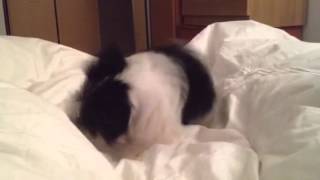 Mocha the lil shih tzu puppy going crazy and then attacking me for laugh