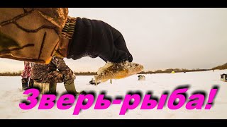 Рыбалка в глухозимье на Сибирской реке Чулым.
