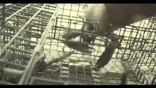 Into The Mystic: Lobster Fishing in Nova Scotia