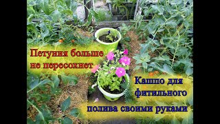 Петуния больше не пересохнет. Петуния на фитильном поливе