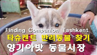 타슈켄트 반려동물 맞선 | 양기아밧 동물시장에서 멋진 녀석들을 만나다 | Finding pets share my apartment in Tashkent