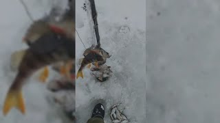 Рыбалка на косынки зимой. Косынки ловят