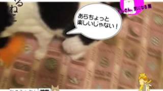 くるねこ愚連隊　生映像　～もんさん、気になる篇～