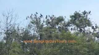 Irrawaddy Dolphins Tour with Bangkok Day Tours