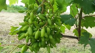 Многосортовая перепрививка виноградного куста (чёрным в чёрное).