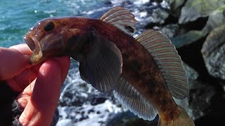 Рыбалка на Черном море зимой/Winter fishing in the black sea