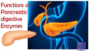 Pancreatic digestive enzymes & their functions-Medicine basics simplified