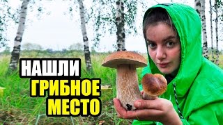 Грибное место. Подберёзовики, подосиновики и белые грибы