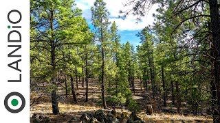 SOLD by LANDiO : Land For Sale in New Mexico: 14.6 Wooded Mountain Acres Bordering National Forest