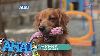 AHA!: Meet Serena, the Wonder Dog from 'Sherlock Jr.!'
