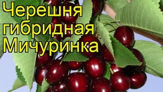 Черешня гибридная Мичуринка. Краткий обзор, описание характеристик, где купить саженцы Michurinka