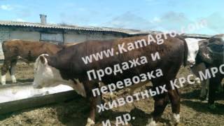 Отзывы ООО КамАгро набережные Челны  Контакты 89656176005