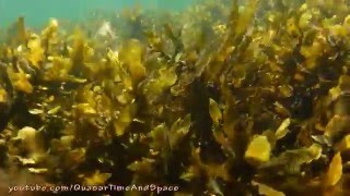 Дно бухты Новый Джигит и вид с мыса. Остров Русский.